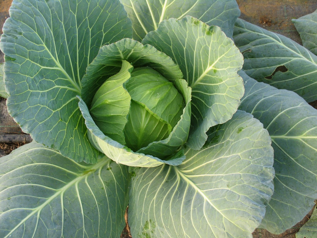 最新时令蔬菜的魅力与影响力探究